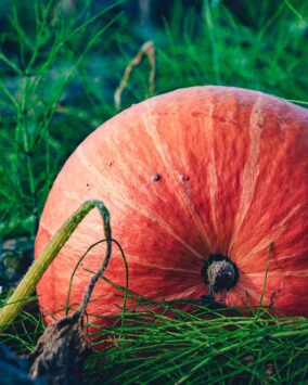 SOYEXIMGLOBAL | CRECIENDO JUNTOS