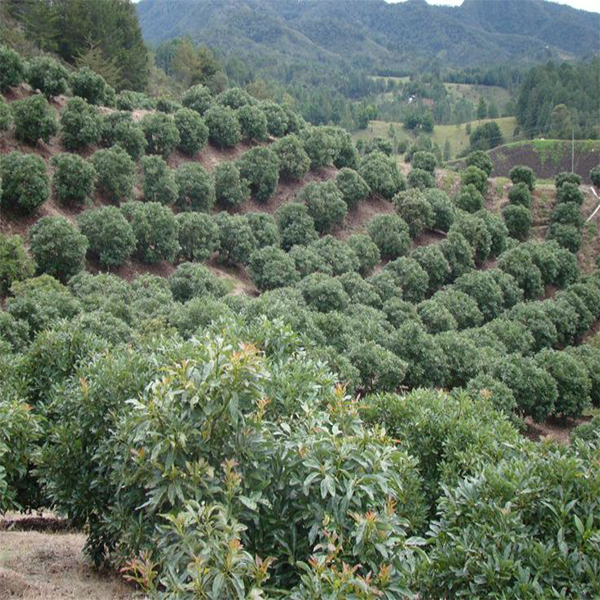 SOYEXIMGLOBAL%20|%20CRECIENDO%20JUNTOS